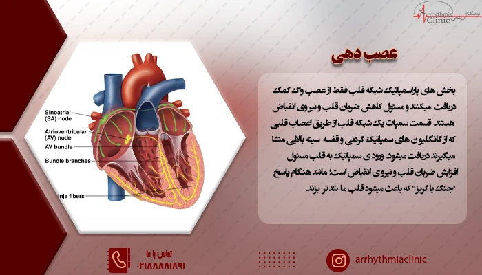 عصب دهی در حقیقت بخشی از گره سینوسی دهلیزی قلب بوده که با آن پاسخ های دفاعی مانند حالت جنگ و گریز در هنگام فعال شدن سمپاتیک اتفاق می افتد.