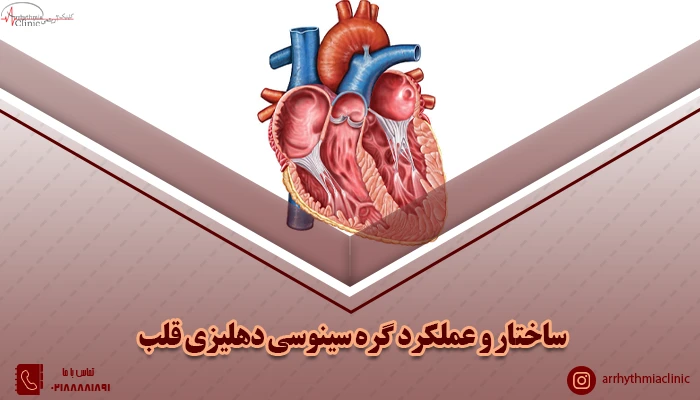 ساختار و عملکرد گره سینوسی دهلیزی قلب با کلینیک آریتمی توانیر تهران