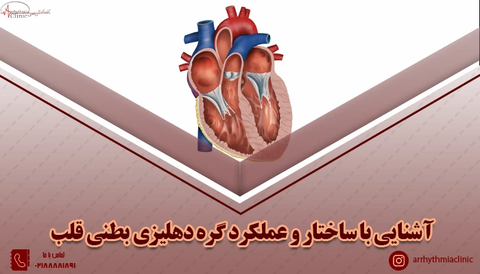 آشنایی و معرفی ساختار و عملکرد گره دهلیزی بطنی قلب | کلینیک آریتمی توانیر